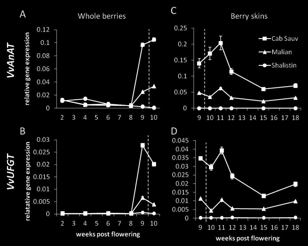Whole berries were used between 2 10 weeks post flowering (A and B) and skin samples were assayed from 9-18 weeks post flowering (C and D) Veraison