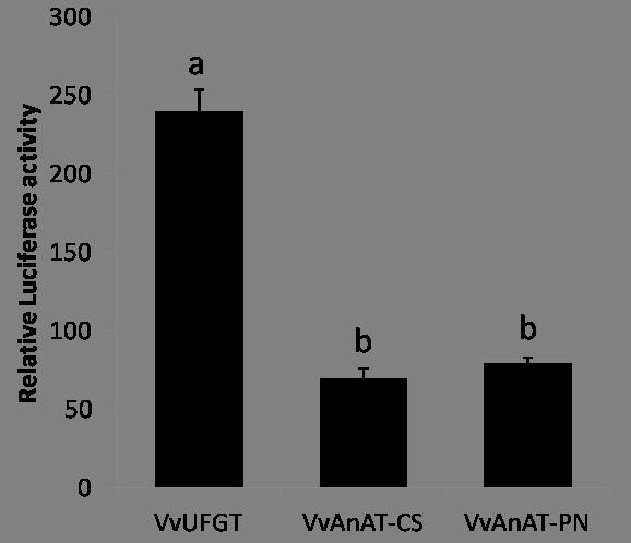 Fig 6) Transcriptional activation of VvUFGT, VvAnAT-CS and VvAnAT-PN gene promoters by VvMYBA1.