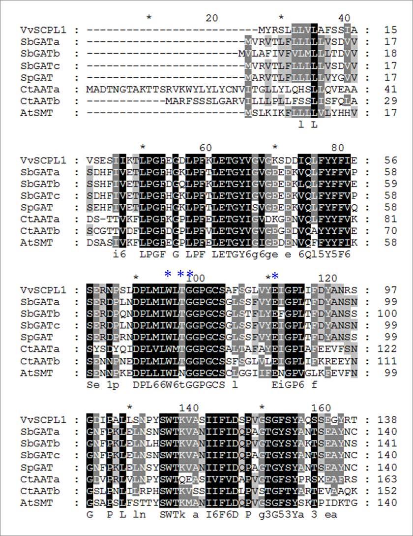 Appendix K Alignment of VvSCPL1 with homologous proteins that have been functionally characterised Protein sequence alignment of functionally characterised homologous proteins of VvSCPL1, as