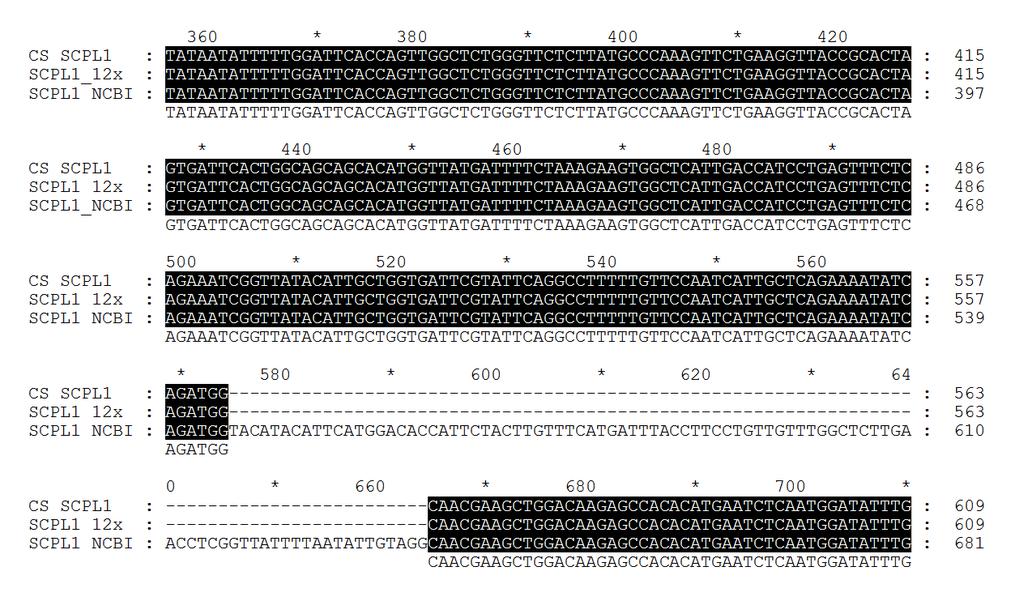 Appendix M Alignment of two annotation of the VvSCPL1 gene Alignment of VvSCPL1 cdna from Cabernet Sauvignon (CS SCPL) with coding regions from two annotations VvSCPL1 obtained from