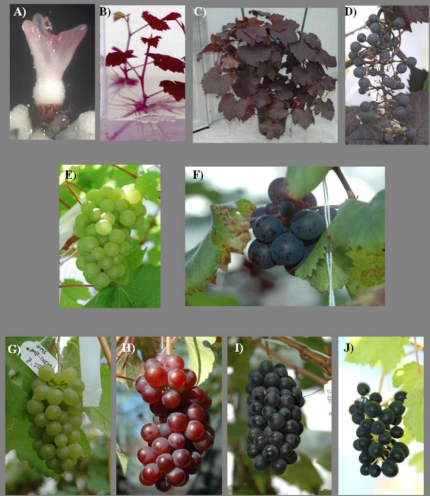Figure 1.5 - Transgenic grapevines with altered pigmentation and VvMYBA1 gene expression. A-D) Chardonnay containing pcamv35s:vvmyba constructs.
