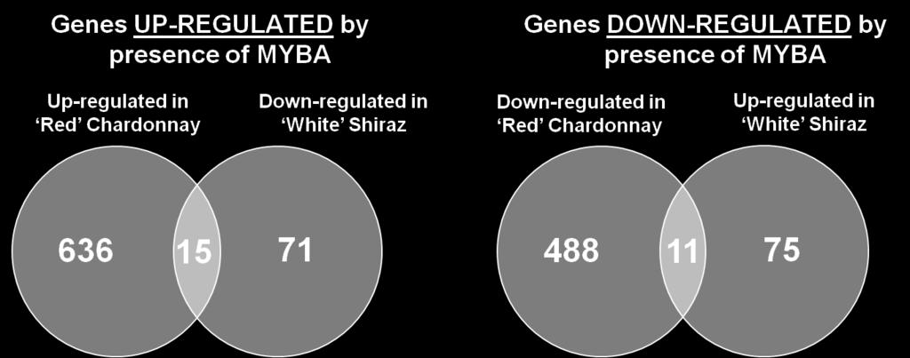 genes with altered expression (with FC 1.5 and -1.