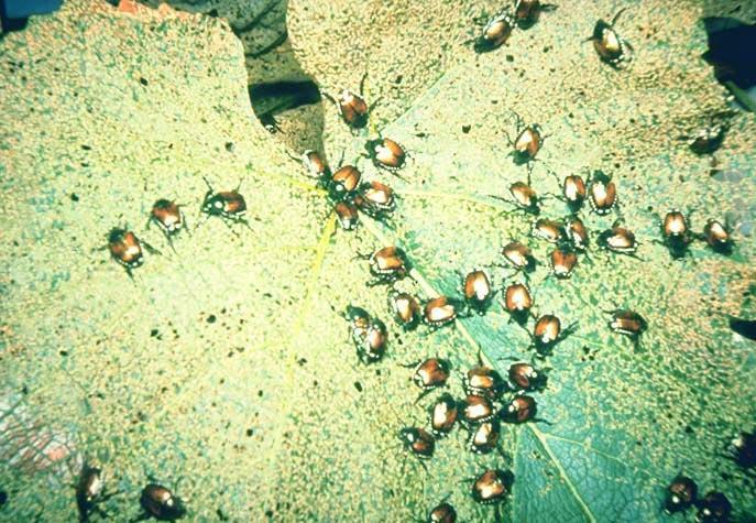 control of key grape pests Japanese beetle See