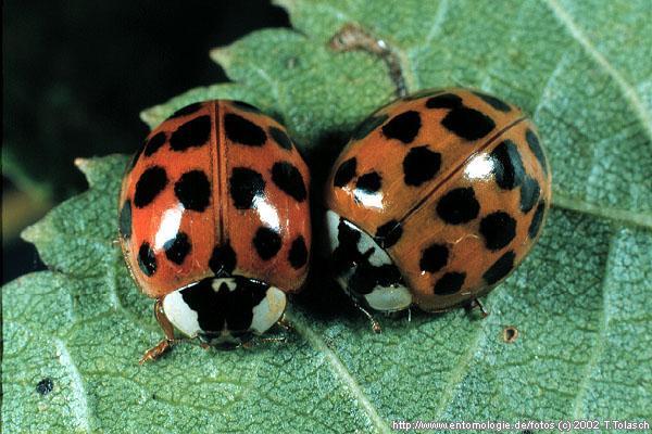 control of key grape pests Multicolored Asian lady beetle