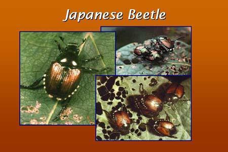 control of bramble pests Japanese