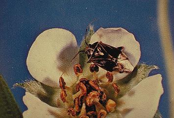 control of bramble pests Tarnished plant bug Sevin (7),
