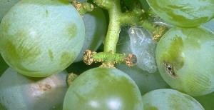 control of key grape pests Grape berry moth See