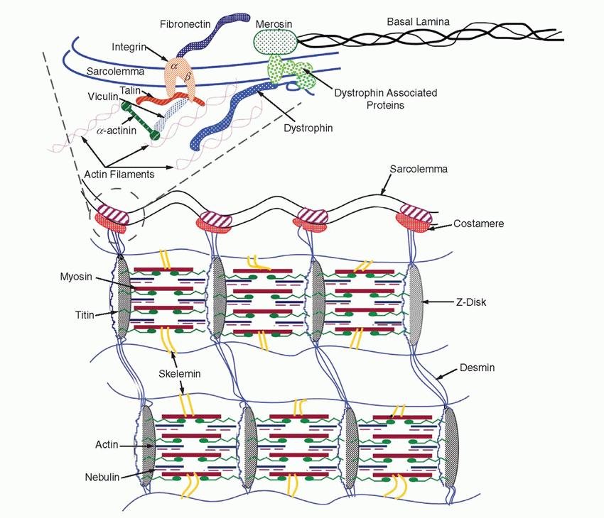 260 7.6. Raumenų fiziologijos mokslo naujovės 648. Jau nustatyta, kad sarkomerų ir jį rišančių baltymų struktūra yra gana sudėtinga (40 pav.).