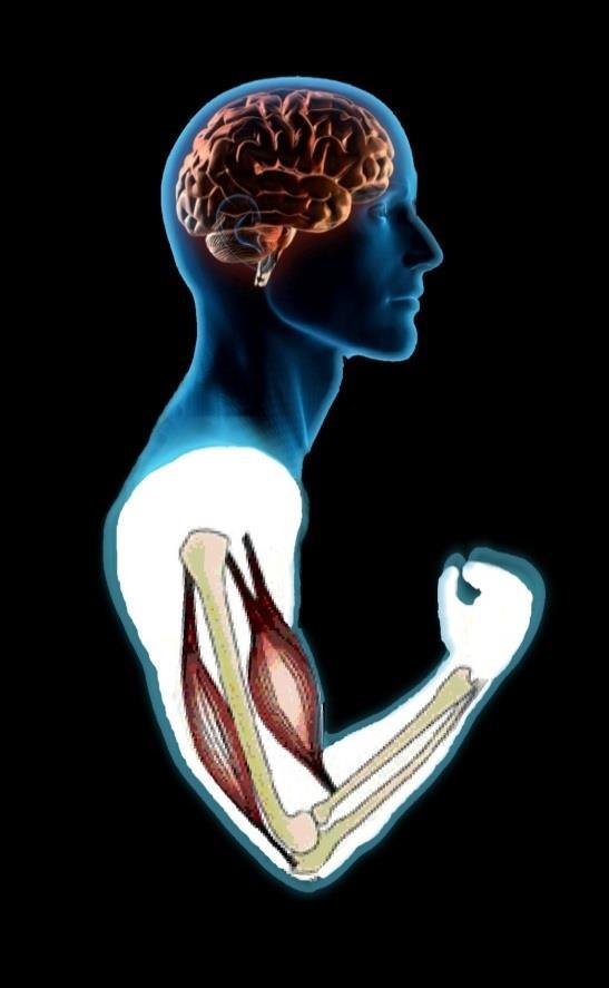 57 1.2.7.Galvos smegenų žievės funkcijos Įdomu! Žmogaus smegenys sudaro tik apie 2 proc. viso kūno masės, tačiau jos sunaudoja apie 20 proc. deguonies. Žmogaus smegenyse yra apie 10 11 neuronų.