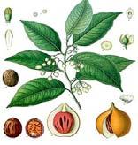 Trade Goods Introduce Me Activity We are Nutmeg and Mace. We come from the fruit of a tree in the Molucca Islands. Nutmeg is the seed and Mace is the lacy covering called an aril.