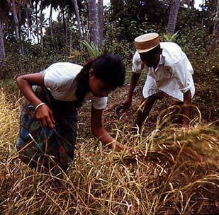 Harvesting rice with