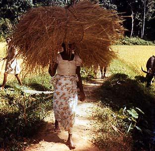 Carrying rice to