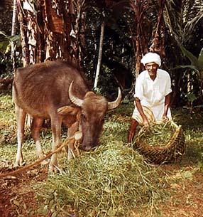 Ceylon Feeding grass