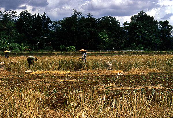 Harvesting rice,