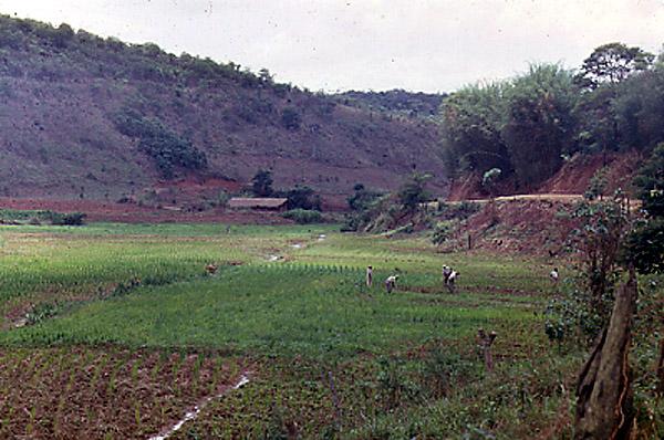 Rice cultivation, Mariana,