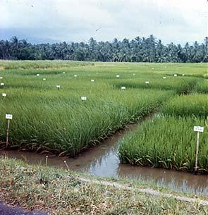 Rice plots,