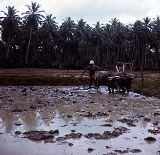 Plowing rice paddy