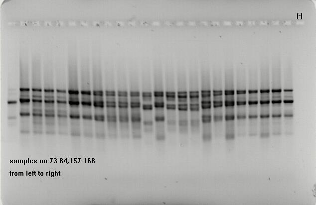 c7_iseq PCR