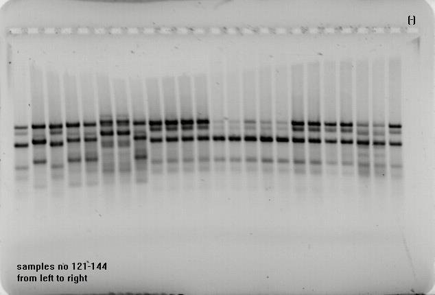 PCR  profile.