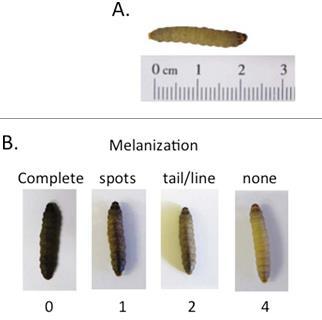 Normal larvae Infected larvae Rhizopus