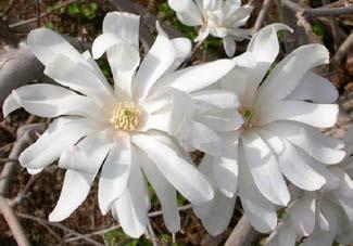 Magnolia stellata Royal Star Star