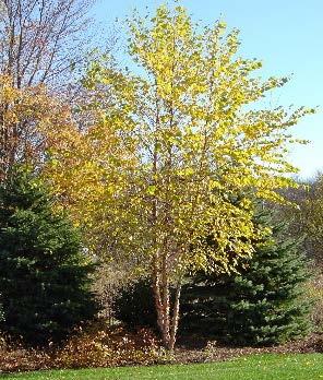 green leaves, yellow in fall -