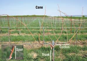 Canopy Management for Pacific Northwest Vineyards Growing grapes in the Pacific Northwest (PNW) can be challenging and rewarding due to highly variable vegetative growth within the region.