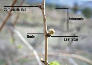 Figure 3. Shoot anatomy showing nodes, internodes, composite bud, and leaf scar. cordons, the trunk, and even from below ground level (when they emerge as suckers).