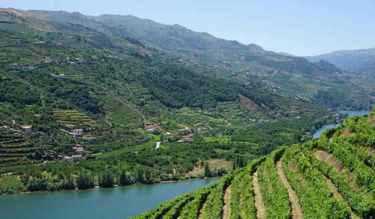 First, along the romantic Douro River snake hundreds of steep and craggy vineyards, hugging the terraced hillsides.
