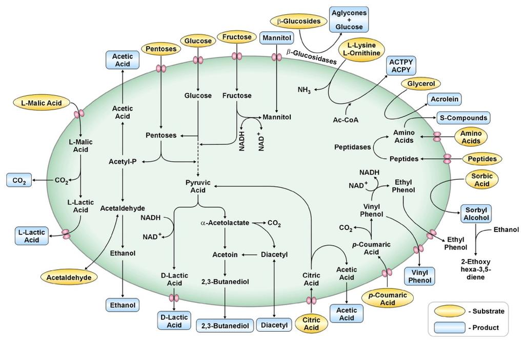 Microbial metabolism - flavor-active compounds From Swiegers,