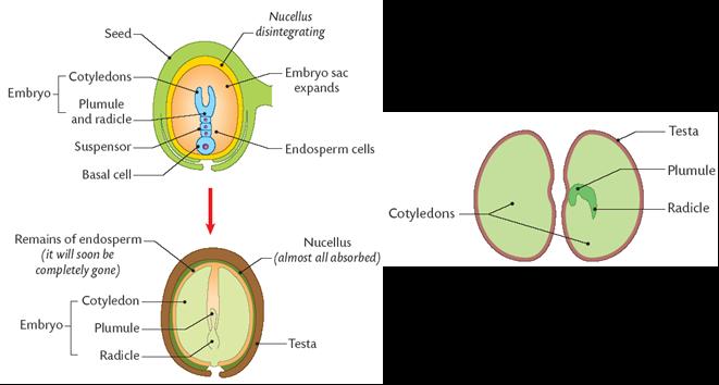 Seed Formation The fertilised ovule (embryo and endosperm) forms the seed.