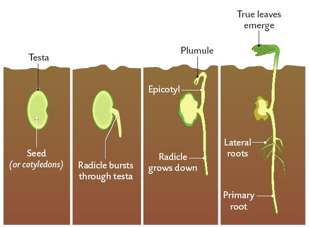 To investigate the effect of water, oxygen and temperature on germination Grow a number of radish seeds on damp cotton wool in a warm place (control) Grow three different sets of radish seeds (A) (B)