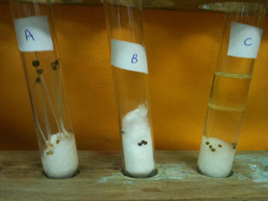 Test tube D was placed in a fridge. The Starch agar is coloured Blue/Black by the Iodine.