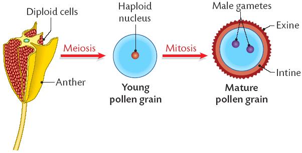 Pollen Development (Male) Meiosis occurring in the pollen sac (anther) to produce a haploid embryo sac The sac has 4 haploid nuclei.