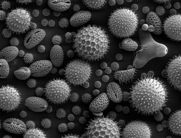The pollen has a protective coat called the Exine.