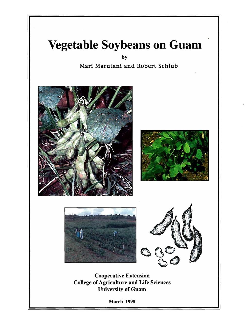 Vegetable Soybeans on Gua01 by Mari Marutani and Robert Schlub Cooperative