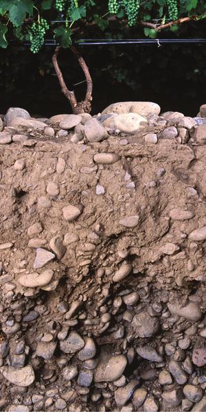 21st Annual Keck Symposium: 2008 Major categories of soil terroirs in the Walla Walla Valley AVA Alluvial gravel Wind-deposited silt (loess) Loess over Missoula flood sediment Loess over basalt
