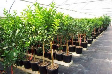 Important All Scion Tree movement and planting must be witnessed by a Division of Plant Industry inspector.