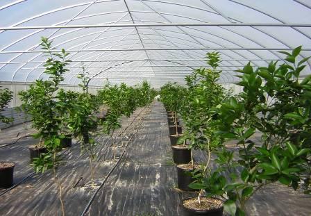 Division of Plant Industry inspectors who shall determine the following: 1 That the trees are properly identified (labeled) and they match the information on Budding Record of the Source Tree Bud