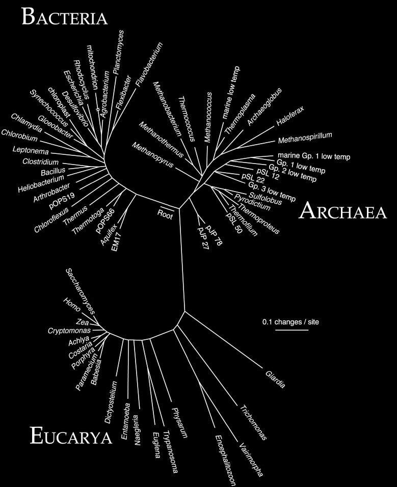 All life on earth can be divided in three domains: Bacteria Archaea