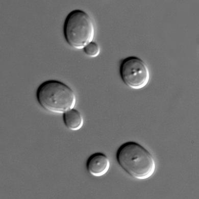 Yeasts: Single cell Fungi - Over