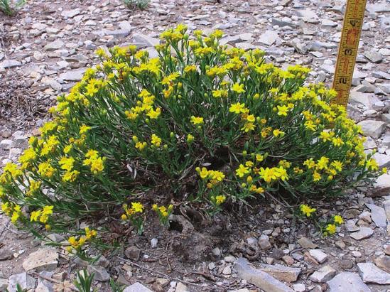 772 Journal of the Botanical Research Institute of Texas 2(2) Fig. 1. Growth habit and habitat of Gutierrezia elegans (photo by Al Schneider).