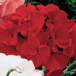 Geranium- (Pinto Red) Annual 5-6 red flower heads