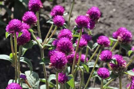 Gomphrena (Las Vegas Purple) Blooms from