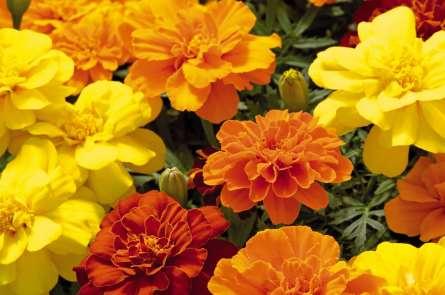 Marigold (Safari) 10-12 tall, 6-8 wide Blooms all summer (pinch flowers