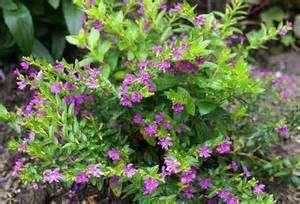 Mexican Heather Annual