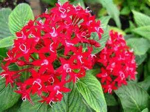 Pentas (Honey Cluster Red) 12-18 tall and wide