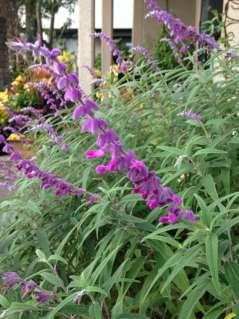 Great plant for Fall color Purple/white
