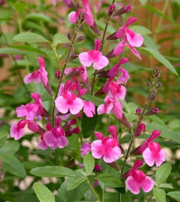 Salvia -Pink 12-14 tall Summer