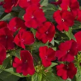 Spreading White Variegated Patiens- Compact Fire Red, Spreading